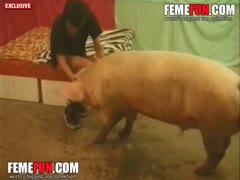 Man gets ass fucked from behind by large pig in heats 